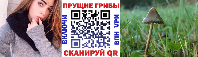 Галлюциногенные грибы GOLDEN TEACHER  купить наркотики цена  Губкин 